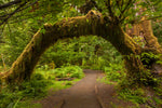 Bosque Encantado