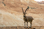 Antílope del Sahara