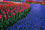 Dream Garden