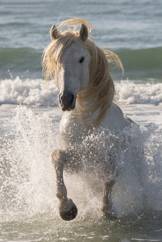 Galopes al Mar